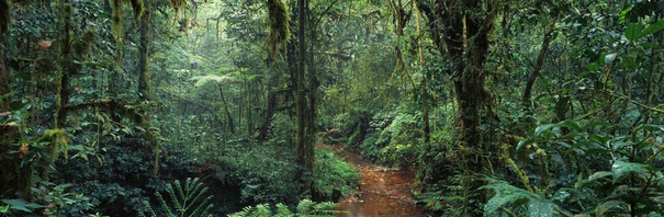 jungle