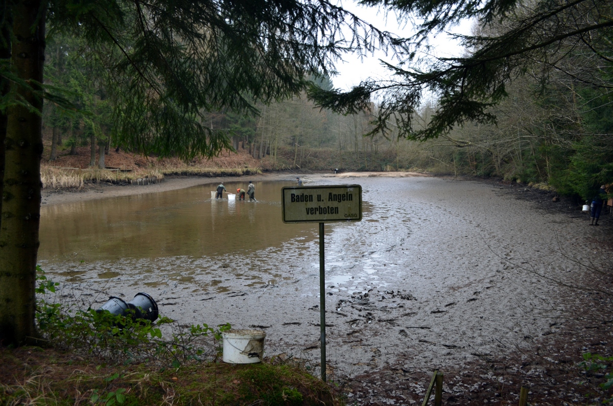 Abfischen Nindorf Teich 2 (1).JPG