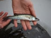 Zander (2).JPG